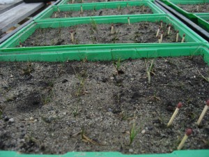 a close-up of the grasses